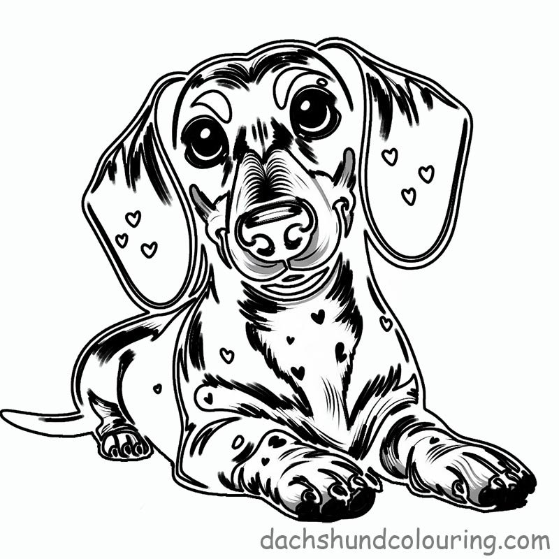 Lie dachshund colouring